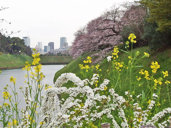 千鳥ヶ淵の桜　お濠端より