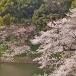 千鳥ヶ淵の桜