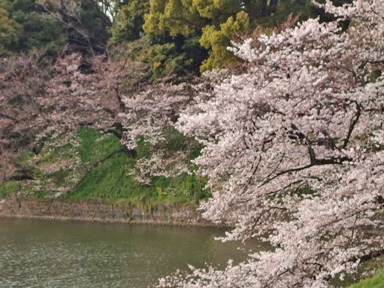 千鳥ヶ淵から北の丸公園へ歩く