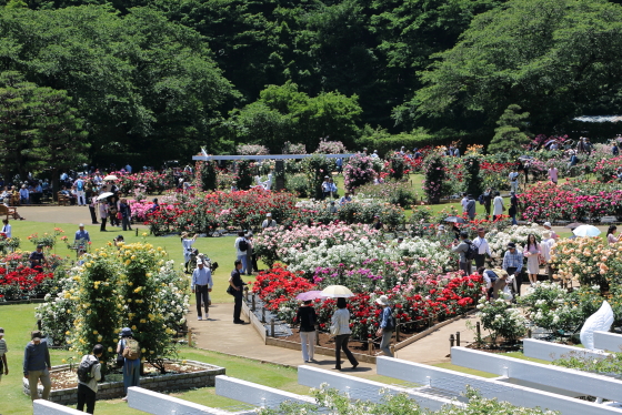 生田緑地ばら苑　２０１６年春