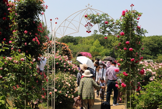 春の京成バラ園