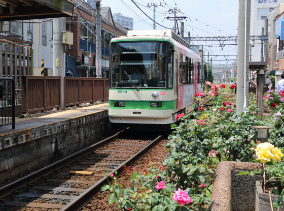 都電荒川線のバラ園の風景