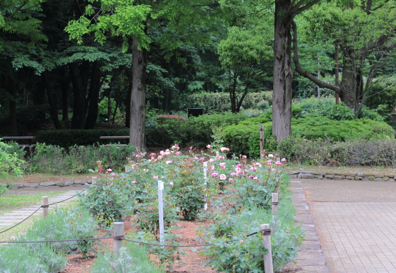 相模原北公園・バラ園