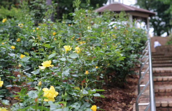 相模原北公園・バラ園