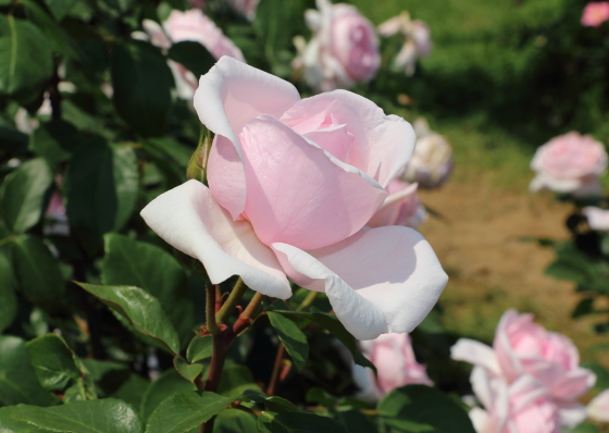 プチトリアノンの花色は明るいピンク色です