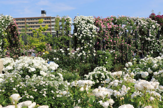 京成バラ園の風景