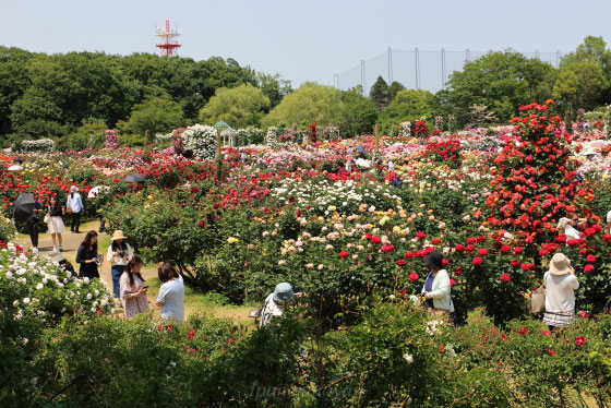 生田緑地ばら苑の風景