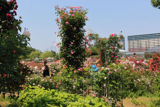 春の京成バラ園の風景