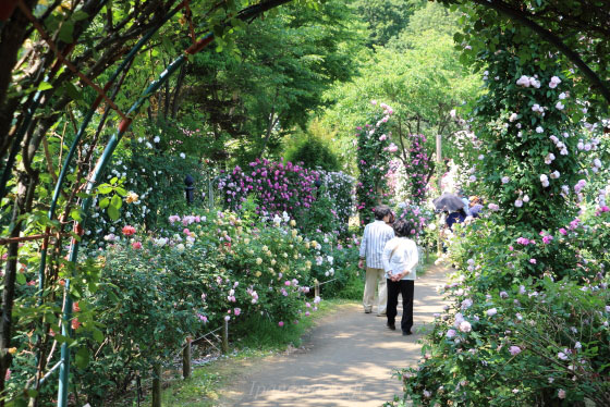 京成バラ園の風景