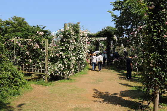 春の京成バラ園の風景