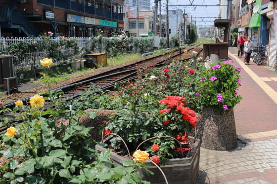 都電荒川線　三ノ輪停留場の前のバラ園