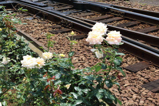 都電荒川線　線路の側にも植えられられている