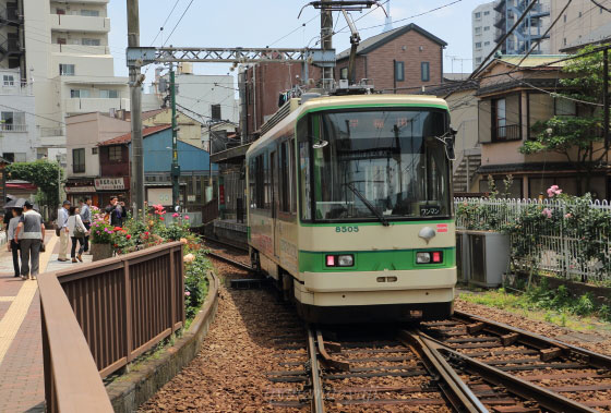 都電荒川線のバラ