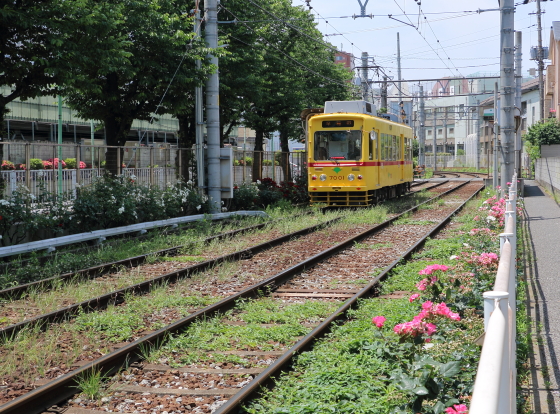 都電荒川線　沿線には草も生えている