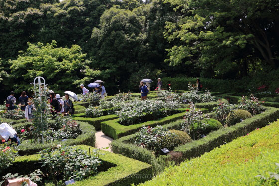 春の旧古河庭園の風景