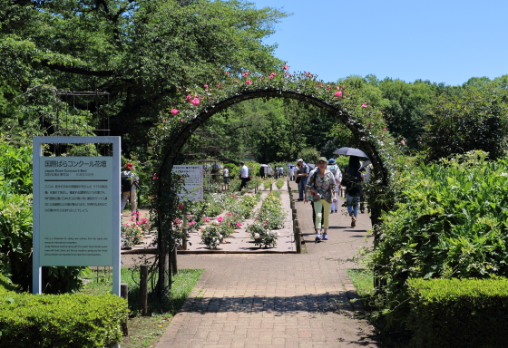 神代植物公園の春バラ