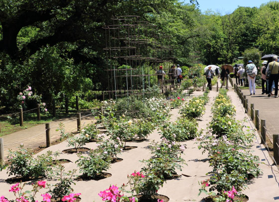 神代植物公園の風景