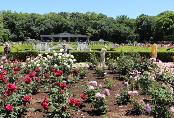 春の晴れた日の神代植物公園