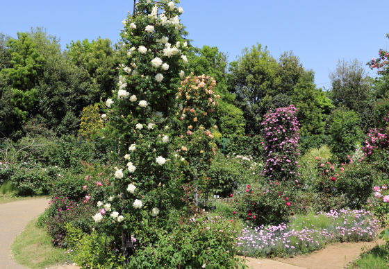 春の花菜ガーデンの風景