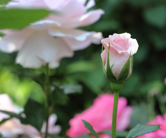 オードリーヘップバーン バラ 花芯がアプリコット色を帯びた桃色 イパネマおやじ イパネマおやじ ハーブとバラ 育てる 楽しさは１株から心と風景が豊かになる夢の時間