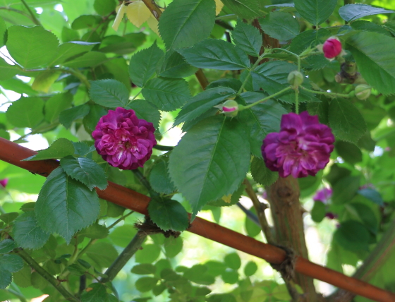 ブルー・マジェンタの花径は小輪