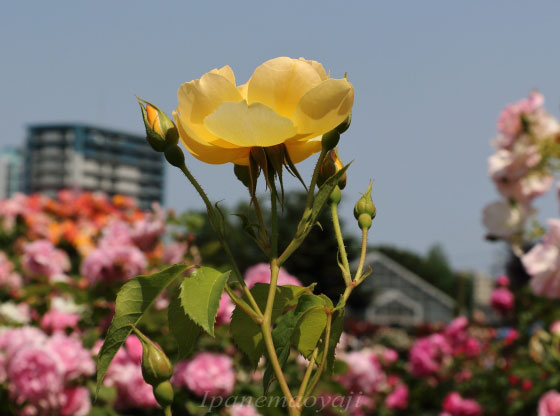 バターカップ バラ 花びらがゆるく重なり柔らかな花形 イパネマおやじ イパネマおやじ ハーブとバラ 育てる楽しさは１株から心と風景が豊かになる夢の時間