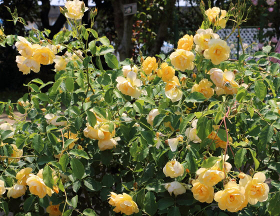 バターカップの花径は７ｃｍの中輪