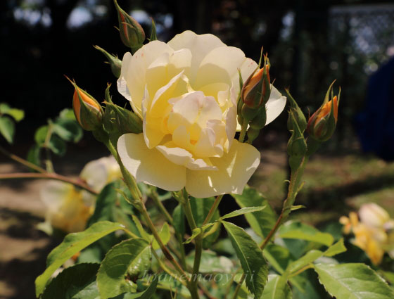 バターカップ バラ 花びらがゆるく重なり柔らかな花形 イパネマおやじ イパネマおやじ ハーブとバラ 育てる楽しさは１株から心と風景が豊かになる夢の時間