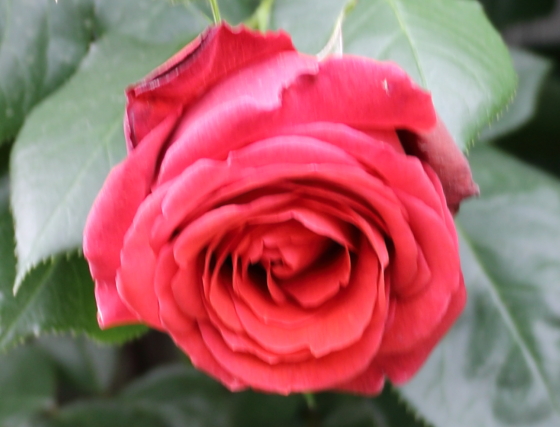 赤色のつるバラ
