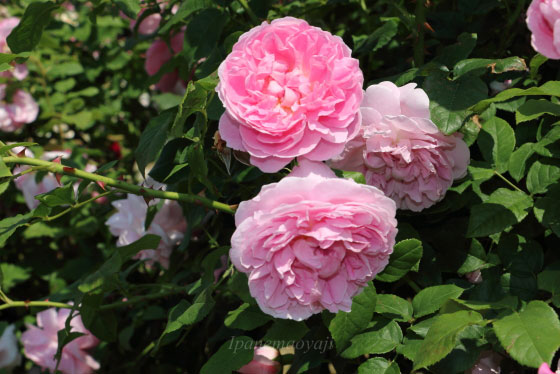 コテージ・ローズは中輪サイズの花径