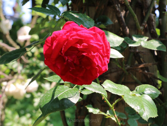 ダブリン・ベイの花形は半八重咲き