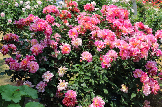 エドガー・ドガの花径は大輪サイズ