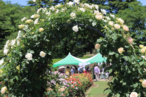 神代植物公園の春バラ