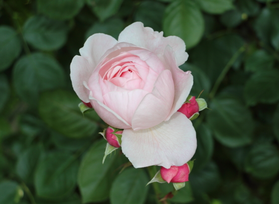 ジェフ・ハミルトンの花形はディープカップ咲き