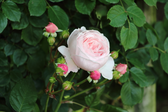 ジェフ・ハミルトンの花径は約８ｃｍの中輪花