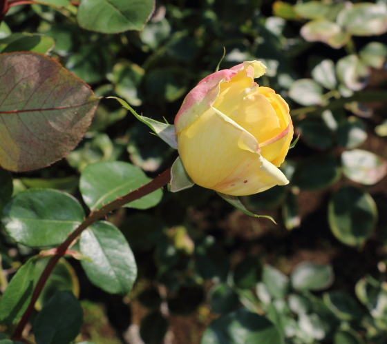 名花ピースの子供