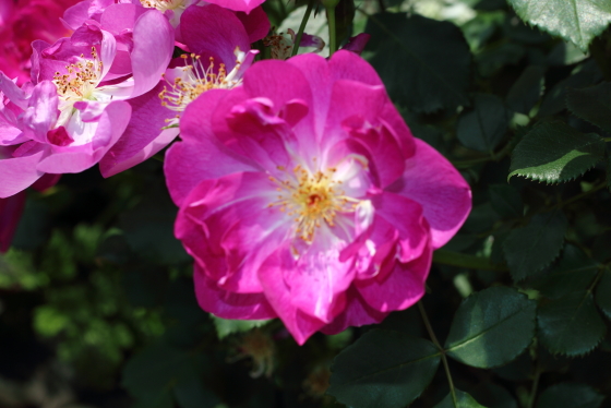 インターナショナル・ヘラルド・トリビューン　薔薇