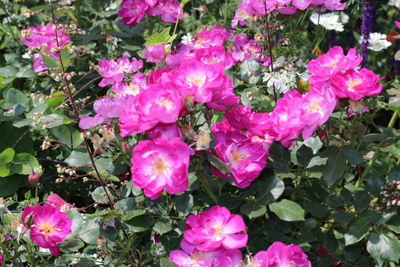 中輪の房咲きで花つきがよい品種