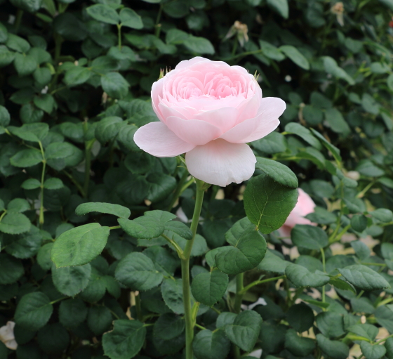 数輪の房咲きになり花つきがよい