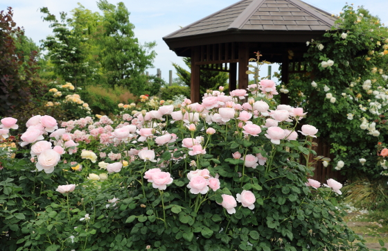 花枝は真っ直ぐでトゲが少ない