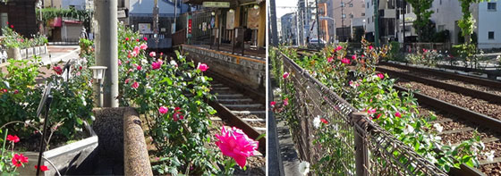 都電荒川線沿線のバラ園