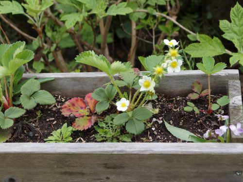 イチゴはバラ科の植物です