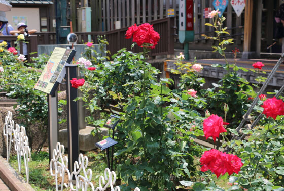 都電荒川線三ノ輪橋停留場のバラ園