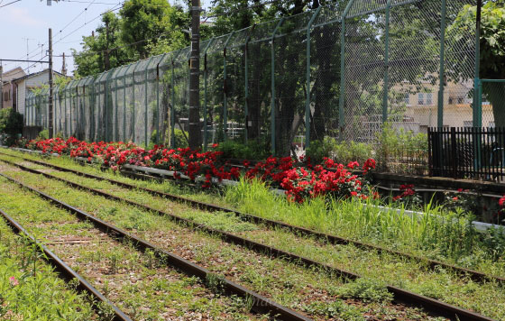 都電荒川線沿線のバラ