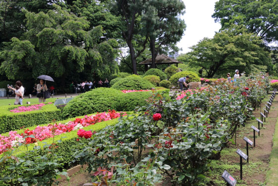 旧古河庭園の風景