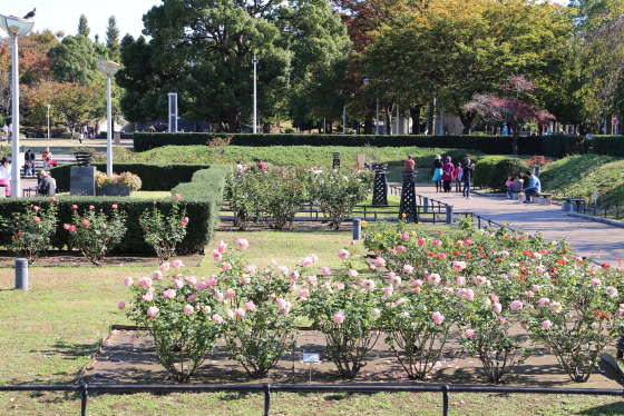 山下公園のバラ園