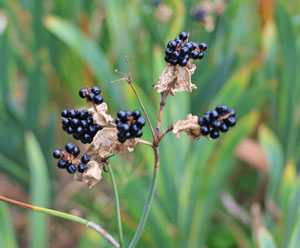 花後に果実をつけ、秋に熟してはじけると黒いタネが出てくる