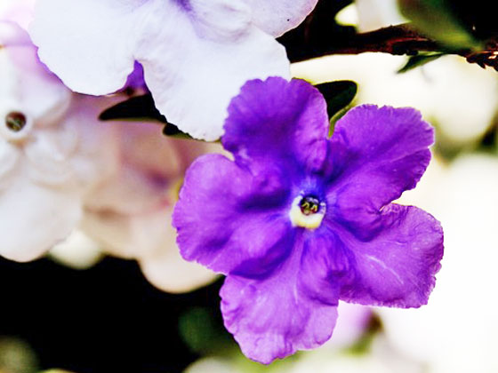 ナス科の花木です