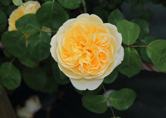 花弁は枝先で上向きに咲きます