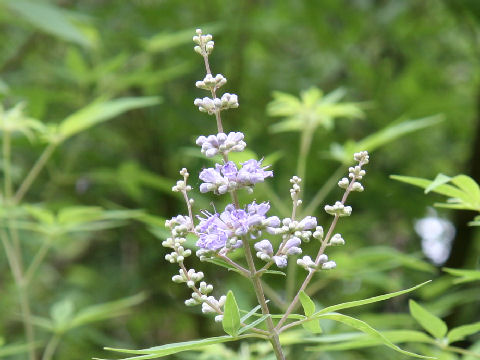 セイヨウニンジンボク ハーブ種 枝先や葉の付け根に小さな花を穂状に咲かせる イパネマおやじ イパネマおやじ ハーブとバラ 育てる 楽しさは１株から心と風景が豊かになる夢の時間